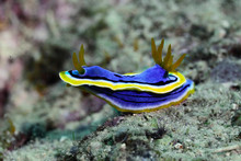 Colorful Nudibranch Sea Slug