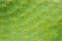Green Abstract Cactus Plant Or Leaf Texture Surface Pattern Background. Green Cactus Leaf. Barbary Fig (opuntia Ficus Indica) Or Prickly Pear Cactus Leaf Macro Detail. 