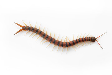 Wall Mural - Centipedes on white background. Chilopoda from nature.