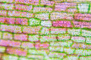 Wall Mural - Plant cell under the microscope view.