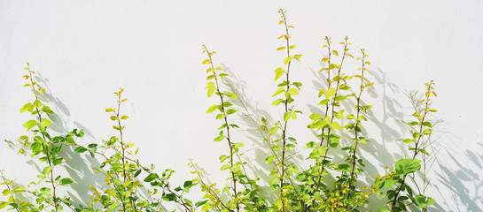 Wall Mural - plant with shadow on white wall