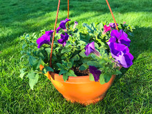 Hanging Flowerpots With Flowers On Green Grass On Sunny Day