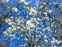 Cherry Garden Blooming Against Blue Sky.