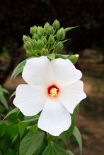 Okra Flower