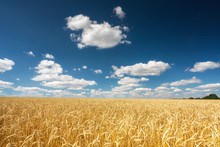 Rural Landscape With Golden Wheat Field Over Blue Sky At Sunny Day.