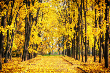 Alley in the bright autumn park