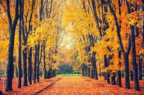 Fototapeta park alley-in-the-bright-autumn-park