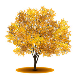 Wall Mural - detached tree with yellow leaves