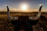 Fototapeta Na ścianę - A closeup of a bull's head with horns from behind. The Spanish bull looks at a path and the sunset in front of him. The background is out of focus with nice bokeh.