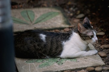 Wall Mural - Siamese cat is the Thai domestic cat, very cute and smart pet in house