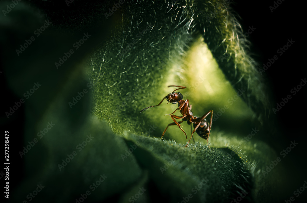 Macroshot of an ant sitting on a sunflowerl leaf - obrazy, fototapety, plakaty 