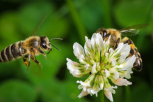 Macroshot Of A Bee Collecting Pollen Of A Clover Flower
