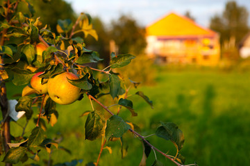 Apple tree branch with ripe red and yellow apples on the background of the garden and farmhouse