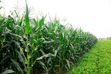 Corn and peanuts in the fields