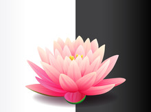 Beautiful Realistic Pink Lotus Flower Isolated On Black And White Background, Water Plant, Vector Illustration.