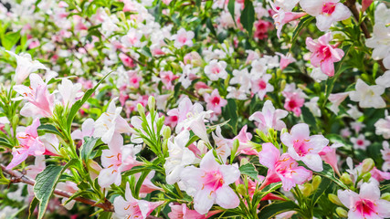 Wall Mural - Pale pink flowers of Weigela Florida Variegata. Floral background
