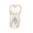 © Alex Mit - Dental anatomy - First maxillary molar tooth. Medically accurate dental 3D illustration