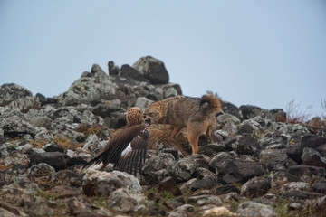 Wall Mural - Wild fighting eagle and jackal.