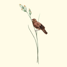 Watercolor Vector Bird On The Flower
