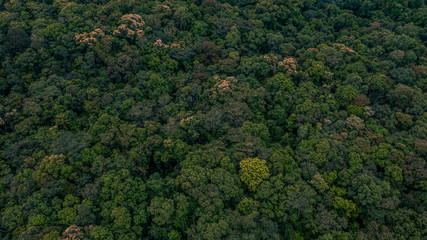 Canvas Print - Texture of forest, Background of forest, Aerial top view background forest.