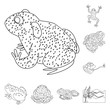 Vector illustration of amphibian and animal icon. Collection of amphibian and nature stock vector illustration.