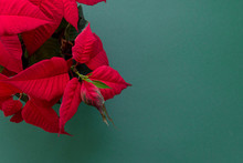 The Poinsettia On Green Background, Also Known As Christmas Flowe, Christmas Floral Decoration, Red And Green Foliage