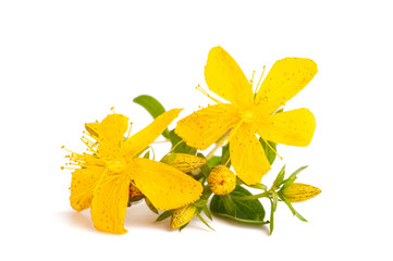 Wall Mural - St. John's wort