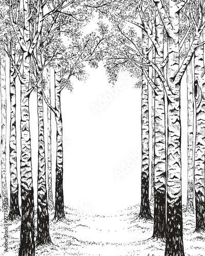 Fotografía Birch forest, hand drawn illustration in vintage style with free space for your text