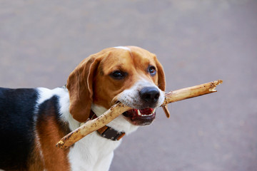 The dog breed American Foxhound