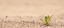 Plant In The Sand In The Desert. The Concept Of Survival. Photo With Copy Space.