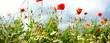 Poppies and chamomile in a meadow