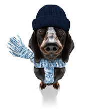Freezing Dog With Wool Scarf And Cap