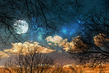 Wall Mural - a night sky background with stars, moon and clouds through trees