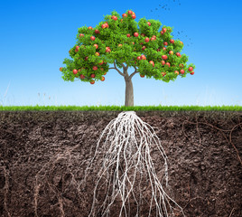 Wall Mural - an apple tree and soil with roots and grass 3d illustration