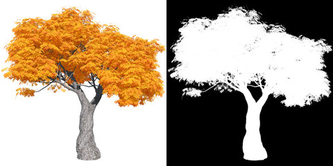 red autumn maple tree isolated with mask for easy isolation from background