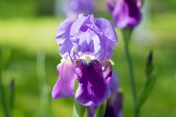 Fotomurales - Violet flower iris in the garden. Flower in the garden. Spring flower iris shot in clear sun on green background of natural grass in iris garden.