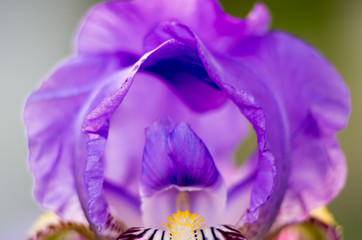Fotomurales - Iris flower. Shallow DOF. Defocused background