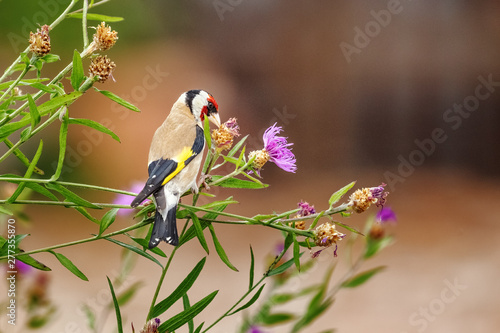Fotografía Goldfinch (m) feeding on seeds of Brown Knapweed