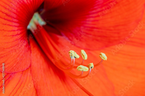 Fotomural Red amaryllis with yellow stamen