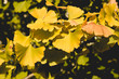 © Azahara MarcosDeLeon - DEtail of  Ginkgo biloba autumnal foliage