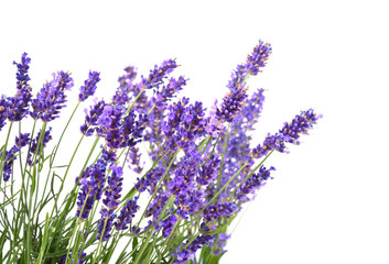 Wall Mural - Bunch of lavender