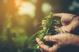 Fototapeta  - Hand of farmer holding cannabis at farm.