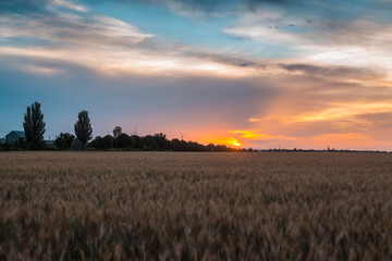 Wheat field at sunset. Agricultural, agronomy concept.