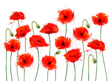 Abstract Beautiful Background With Red Romantic Blooming Poppies Flowers. Vector.