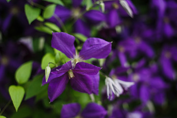 Wall Mural - Clematis, Climbing Plant, Liana. Large blue-purple flowers. Beautiful screensaver with blue flowers.