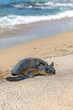 arge green see turtle coming out of the water to rest on the sand beach. Big Island Hawaii.