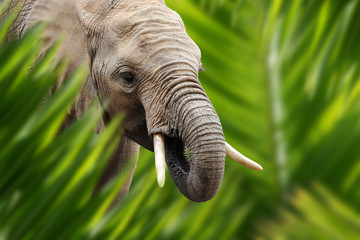 Wall Mural - elephant portrait in jungle