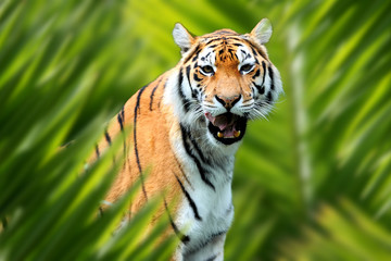 Wall Mural - Tiger portrait in jungle