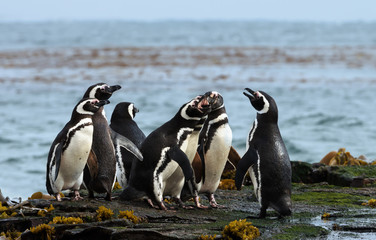 Wall Mural - Group of Magellanic penguins standing on a shore