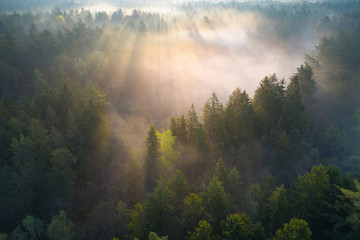 Plakat las białoruś pejzaż natura